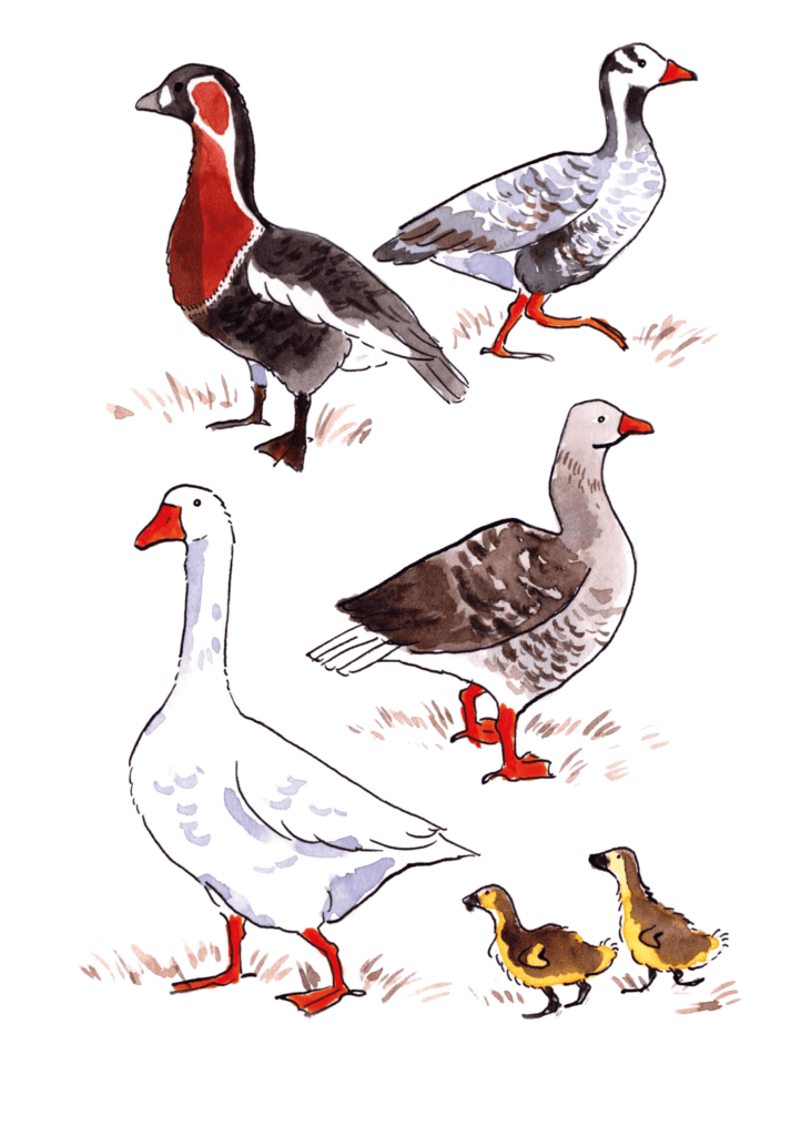 Oies colorées et canards illustrés pour la nature et l'ornithologie. Oies et canards illustrés, parfaite décoration nature pour amateurs d'oiseaux et environnement.