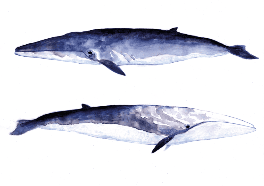 Baleine rorqual à l'aqurelle Baleine peint à l'aquarelle, illustration artistique.